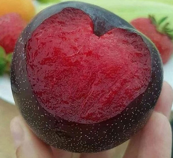 نهال آلو شابلون آنجلا