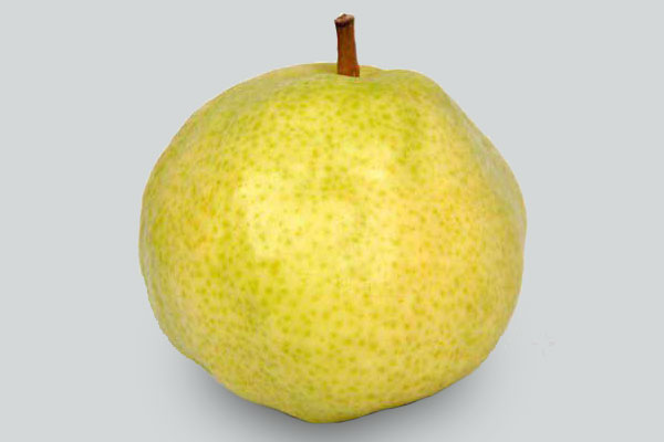 نهال گلابی سیبری