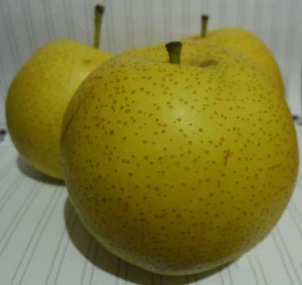 نهال گلابی سیبری