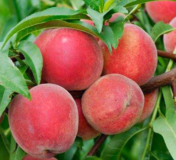 نهال هلو فرانسه پیش رس