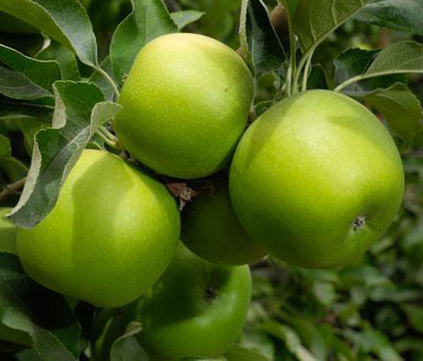نهال سیب گران اسمیت ماریا