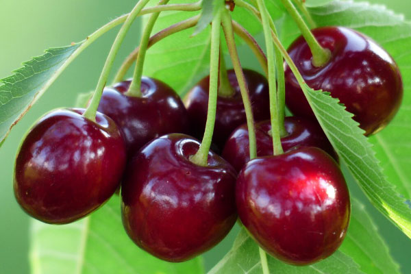 نهال گیلاس بینگ