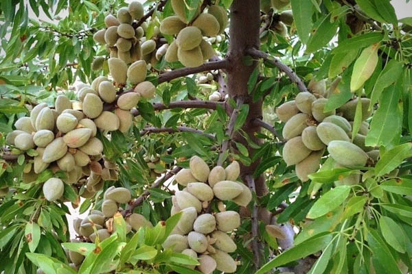 افزایش باردهی درخت بادام در باغات