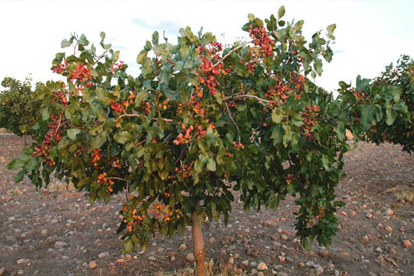 راهنمای احداث باغ پسته دیم