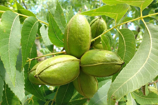 کاشت گردو در مناطق گرم و نیمه گرمسیر
