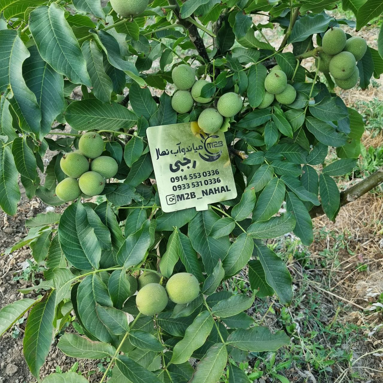 درخت گردو گرمسیری
