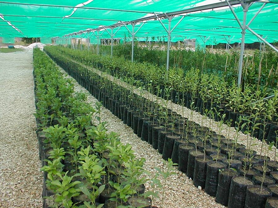 خرید نهال اصلاح شده