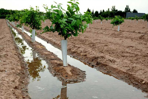 آبیاری نهال بعد از کاشت