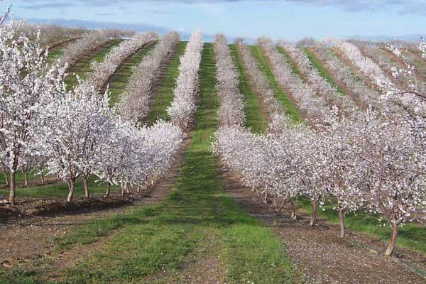 راهنمای کاشت بادام بصورت دیم