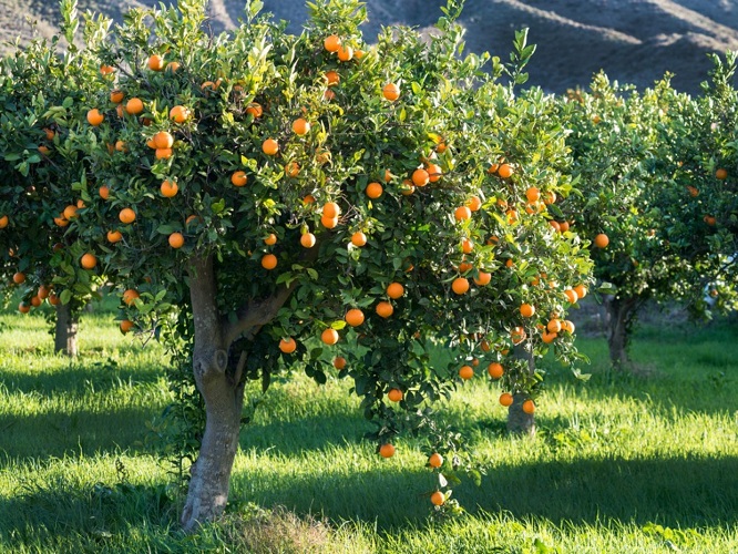 احداث باغ مرکبات