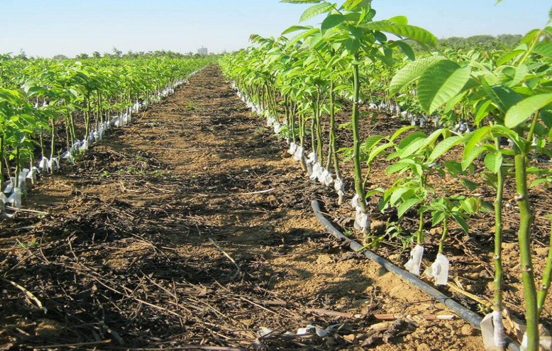 خرید نهال اصلاح شده