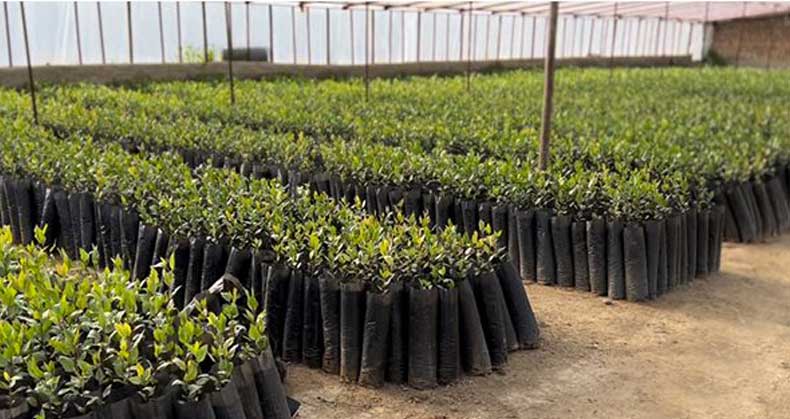 نهال پسته دیم اصلاح شده