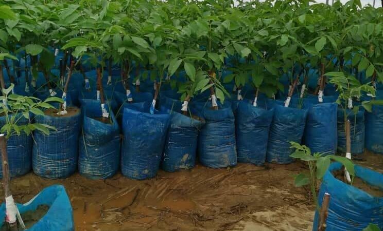 نهال پیوندی اصلاح شده