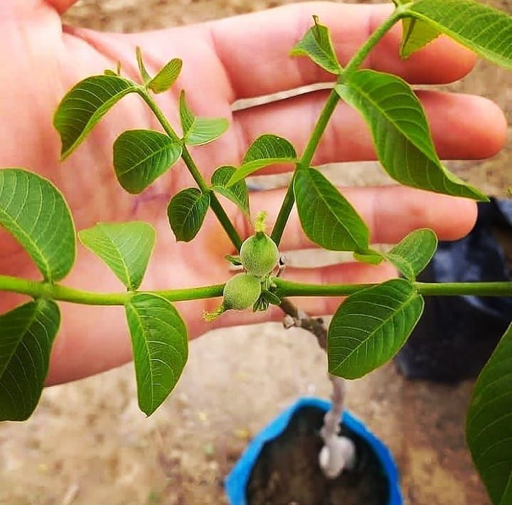 خرید نهال گردو اصلاح شده