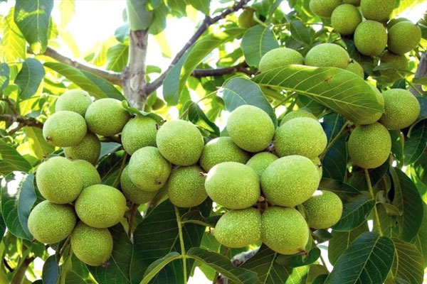 بهترین نهال گردو