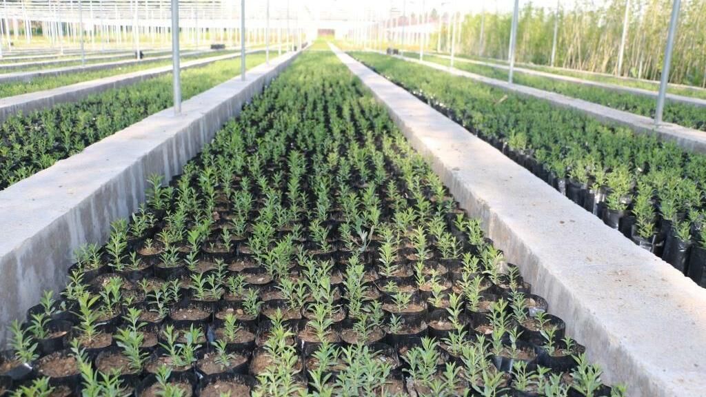 خرید نهال مقاوم به کم آبی