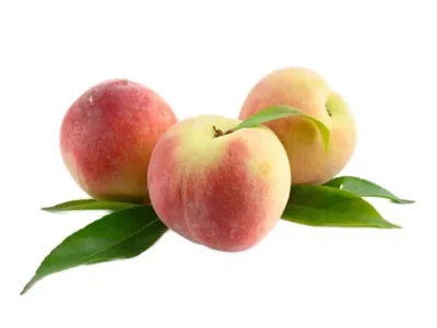 نهال هلو پایه کوتاه جی ان نهال هلو پایه کوتاه جی ان