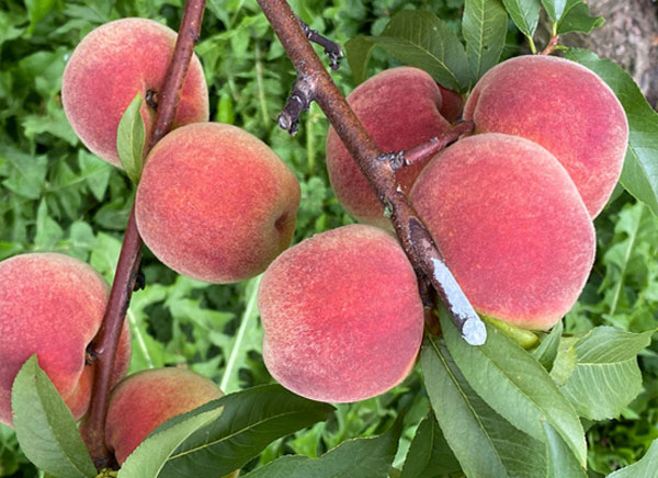 خرید نهال هلو پایه کوتاه جی ان