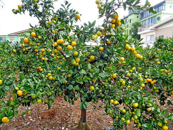 خرید نهال نارنگی پیج