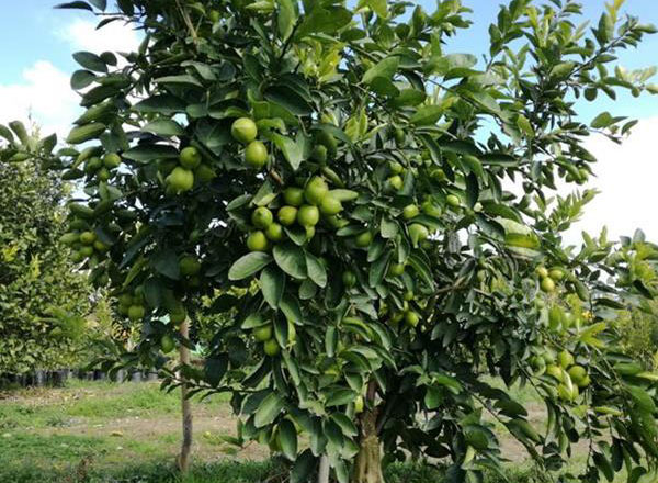 خرید نهال لیمو ترش پرشین لایم