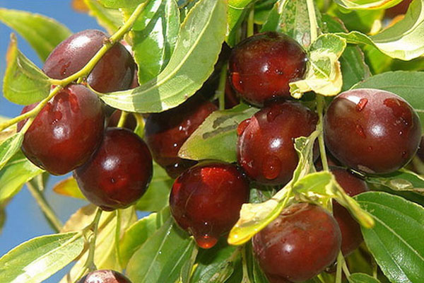 خرید نهال عناب پیوندی