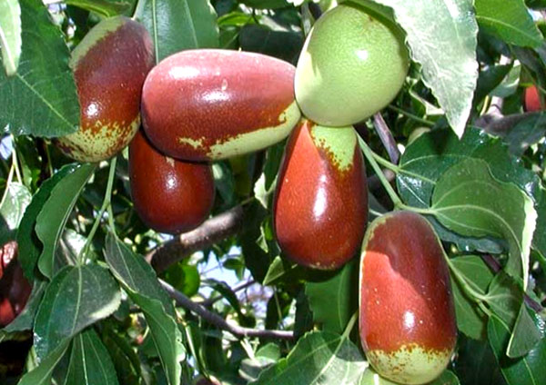 خرید نهال عناب گلابی پیوندی