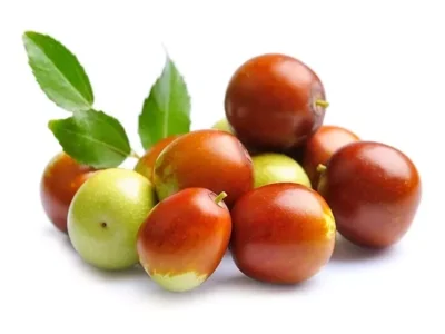 نهال عناب ارمنی نهال عناب ارمنی