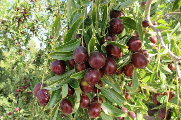 خرید نهال عناب ارمنی