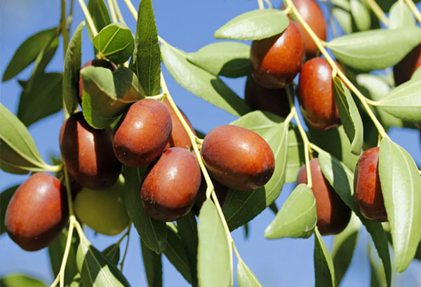 خرید نهال عناب بیرجند