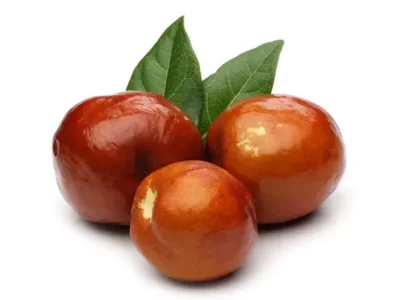 نهال عناب ژاپنی نهال عناب ژاپنی