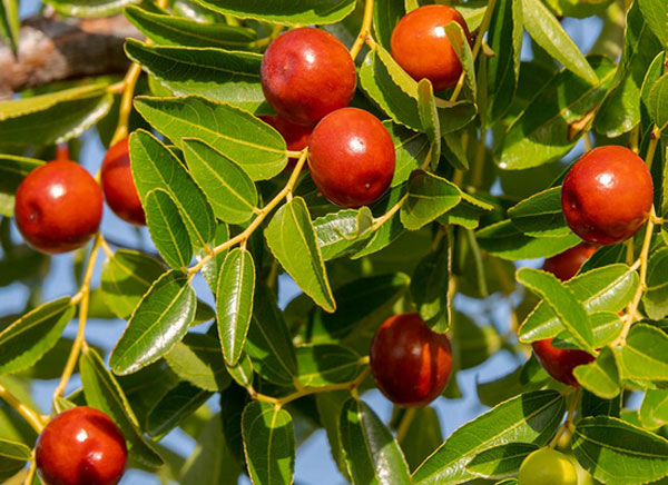 خرید نهال عناب ژاپنی