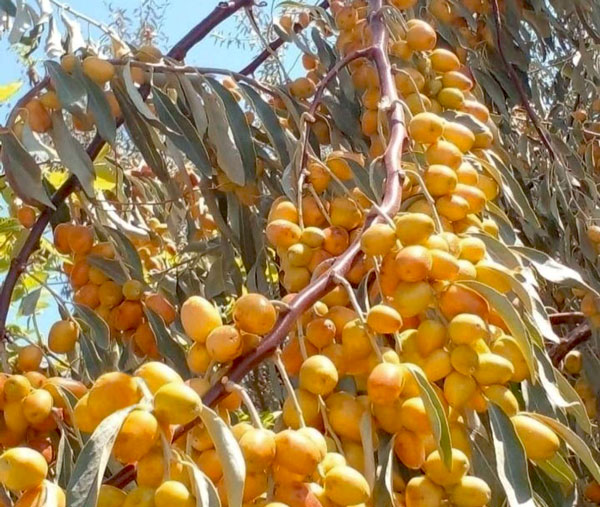 خرید نهال سنجد اصلاح شده