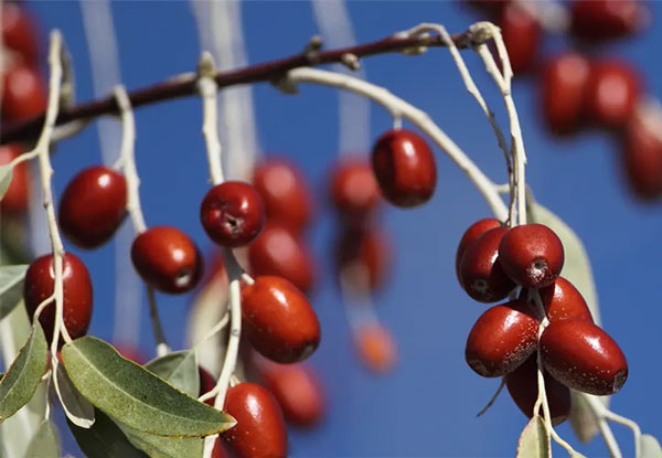 خرید نهال سنجد خرمایی