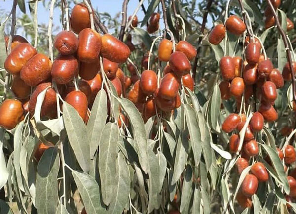 خرید نهال سنجد دره وار