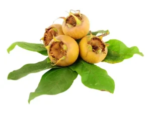 نهال ازگیل پیوندی نهال ازگیل پیوندی