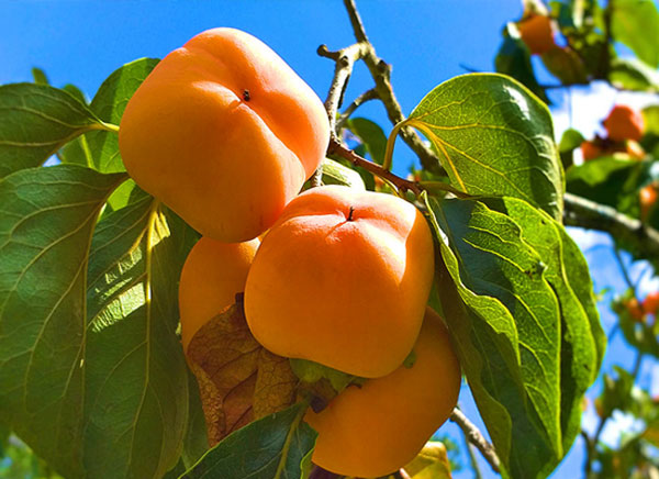 خرید نهال خرمالو مکعبی