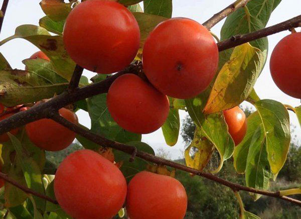 خرید نهال خرمالو تریومف