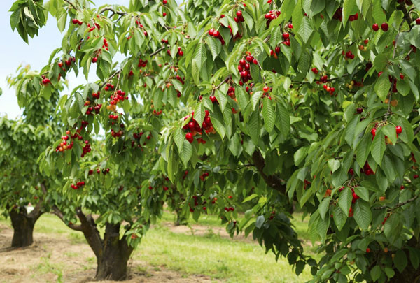 خرید نهال گیلاس پایه کوتاه