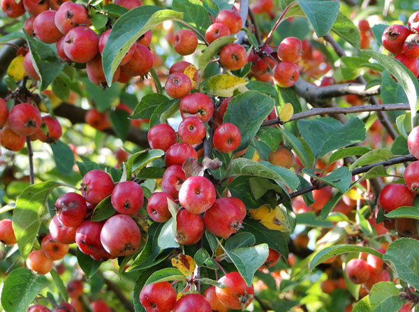 خرید نهال سیب گیلاسی