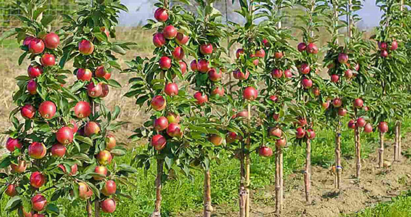 خرید نهال سیب تک شاخ