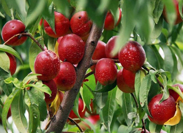 خرید نهال شلیل پایه کوتاه جی ان