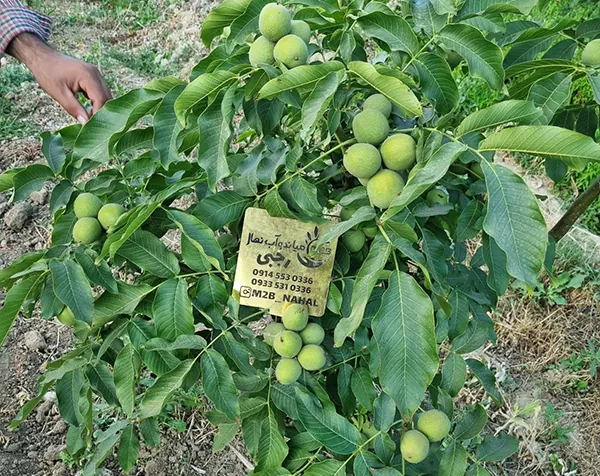 خرید نهال گردو ژنوتیپ تیپ 1