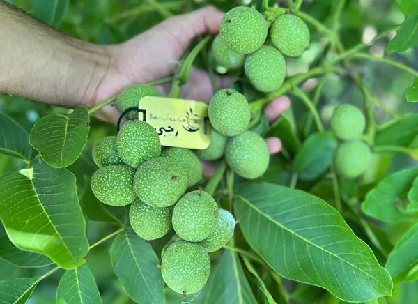 خرید نهال گردو ژنوتیپ تیپ 2