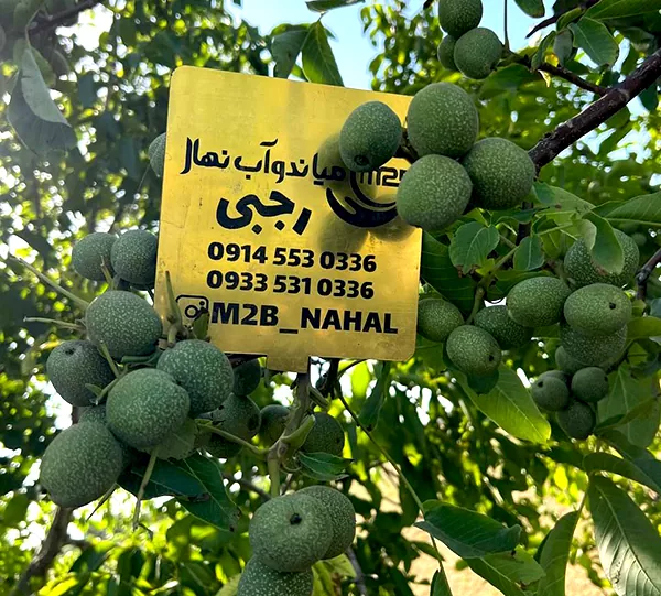 خرید نهال گردو ژنوتیپ پیوندی