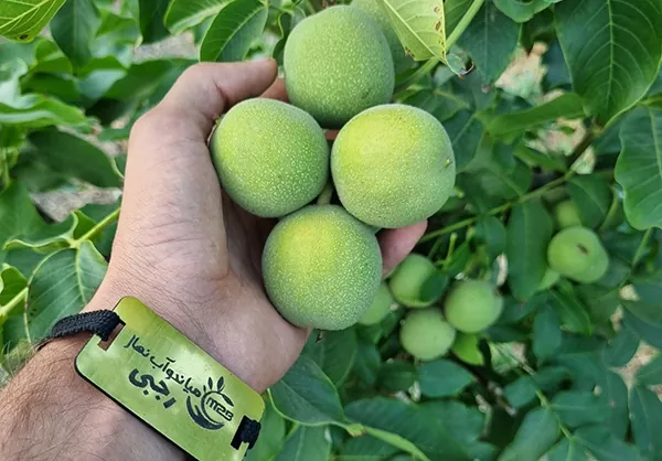 خرید نهال گردو جمال بذری
