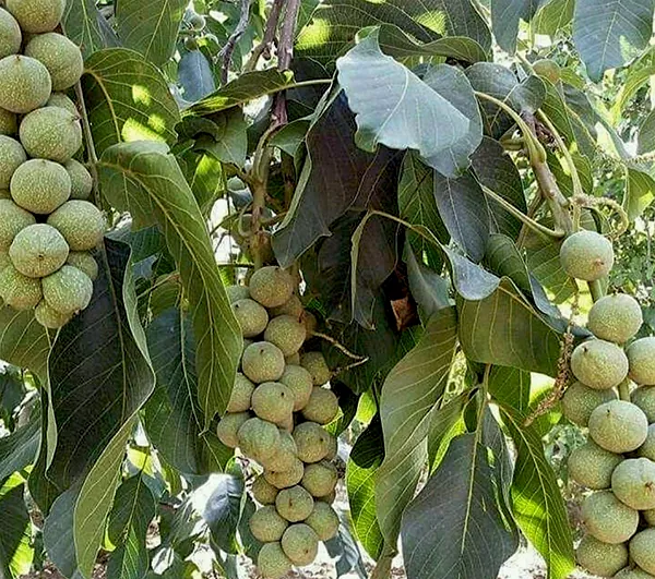 خرید نهال گردو خوشه ای پیوندی
