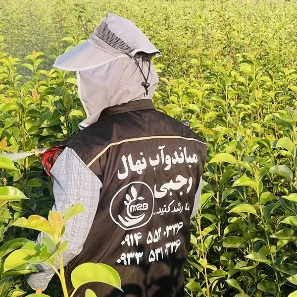 نهالستان میاندوآب نهال