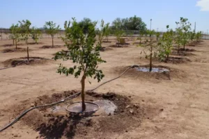 بهترین نهال برای زمین‌ کم آب