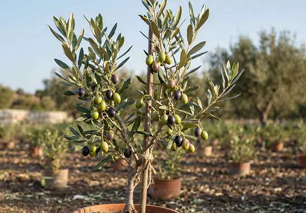 نهال مناسب مناطق کم آب