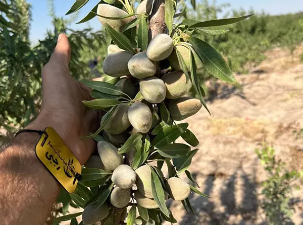 نهال میوه مقاوم به کم آبی
